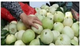 甜瓜爆料完整视频下载,揭秘幕后真相