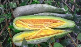 和县网红吃瓜,揭秘网络红人的幕后故事