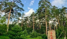 长春美人松街最新爆料,揭秘老街新颜，漫步时光隧道