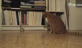 鬼父土豆视频在线观看,一场惊悚的在线观看之旅