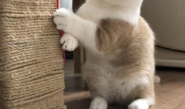 娱乐吃瓜酱丹麦猫咪,娱乐吃瓜酱的萌宠日常