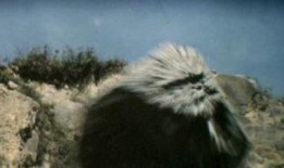 飞渡卷云山在线观看,云端奇遇，在线解锁神秘之旅