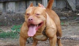 比特猛犬爆料视频大全下载,揭秘猛犬世界