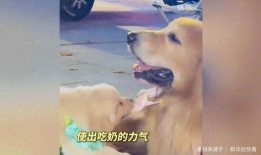 娱乐吃瓜酱抚慰犬,揭秘娱乐圈温馨治愈瞬间