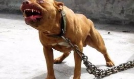 比特猛犬爆料视频大全下载,揭秘猛犬世界