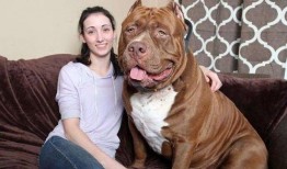 比特猛犬爆料视频大全下载,揭秘猛犬世界