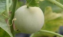 甜瓜爆料完整视频下载,揭秘幕后真相