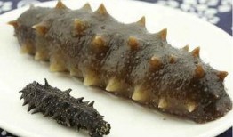 海参最新爆料视频,揭秘海洋珍品背后的秘密与价值