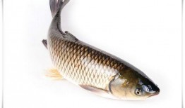 《鱼》在线观看