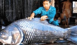 《鱼》在线观看