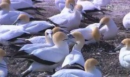 鬼父土豆视频在线观看,一场惊悚的在线观看之旅